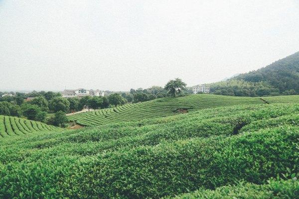 宣城中国茶府最新动态